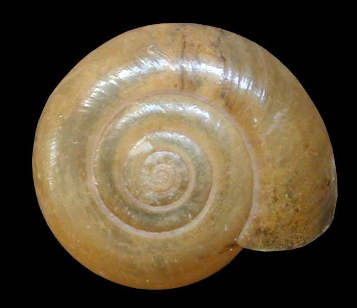 VA_LandSnails